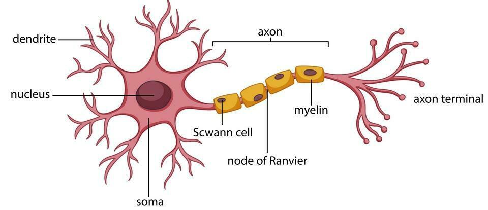 Anatomy of a Neuron Cell Anatomy of a Neuron Cell